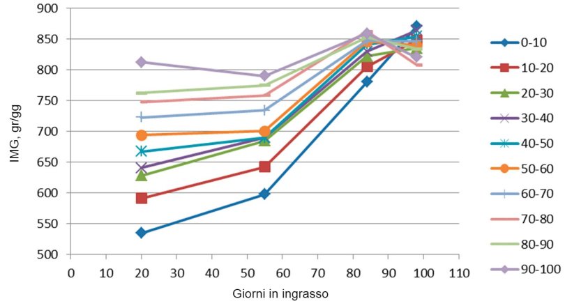 Figura 7. Evoluzione del IMG in funzione del peso all'entrata (ogni10%). Alla fine dell'ingrasso tutti hanno avuto un IMG similare, anche se i più grossi raggiungevano il massimo molto prima, avendo meno giorni di permanenza.